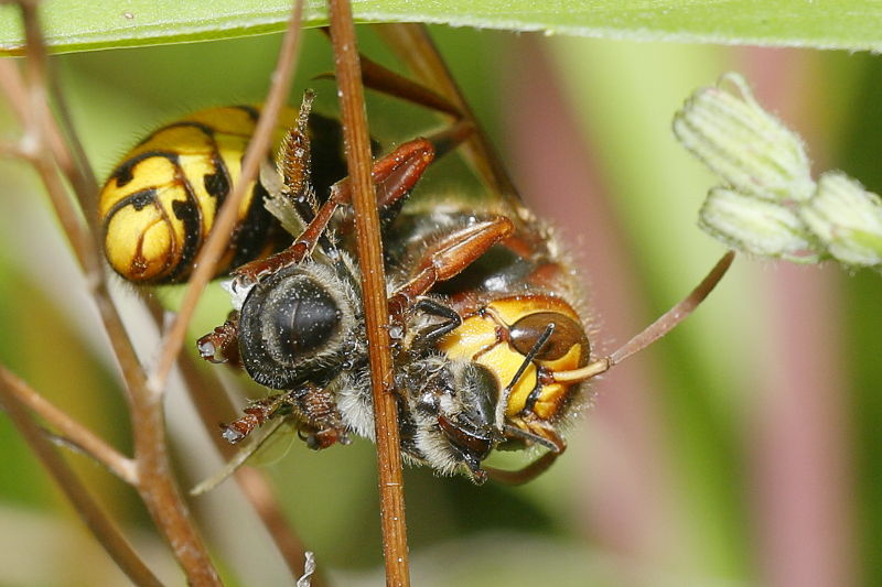 Etende Hoornaarwesp Vespa crabro met honingbij