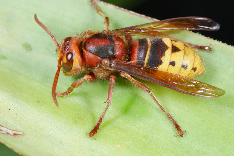 Hoornaarwesp Vespa crabro