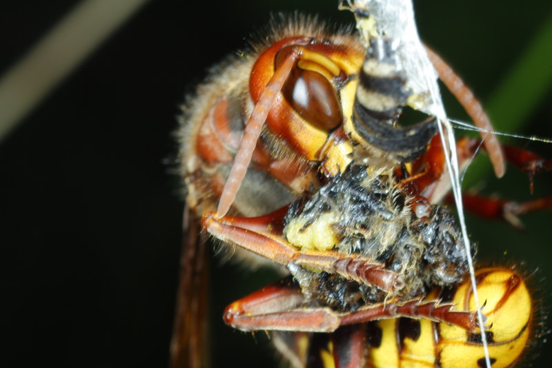 Vespa crabro, Frelon européen