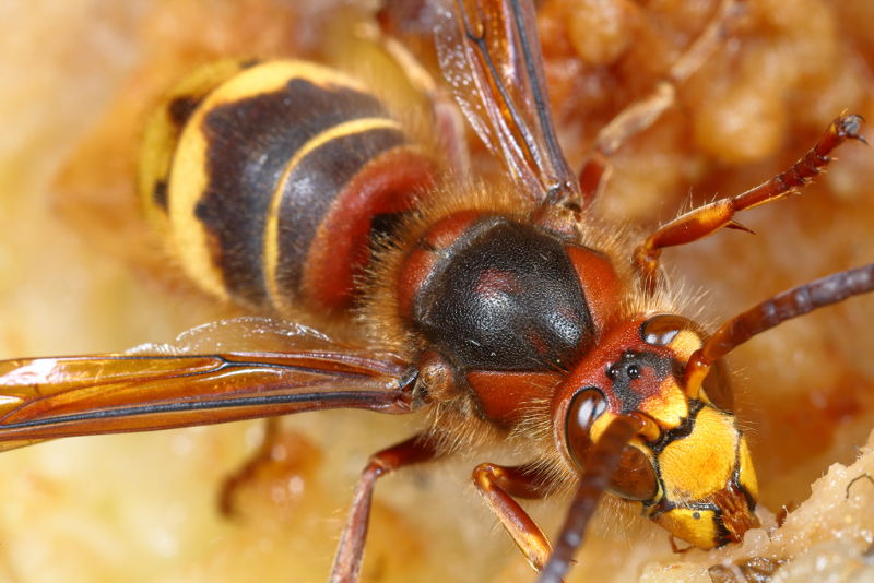 Hoornaarwesp Vespa crabro