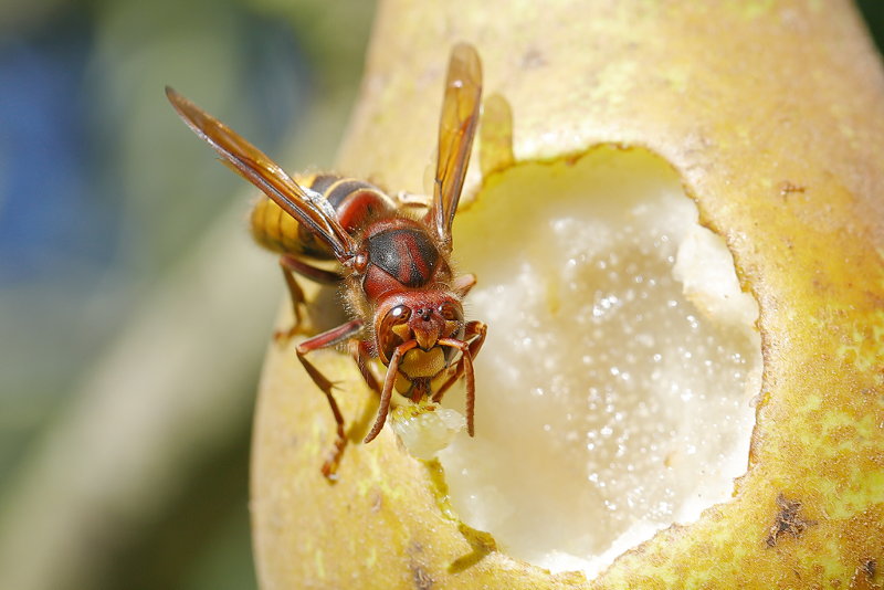 Hoornaarwesp Vespa crabro