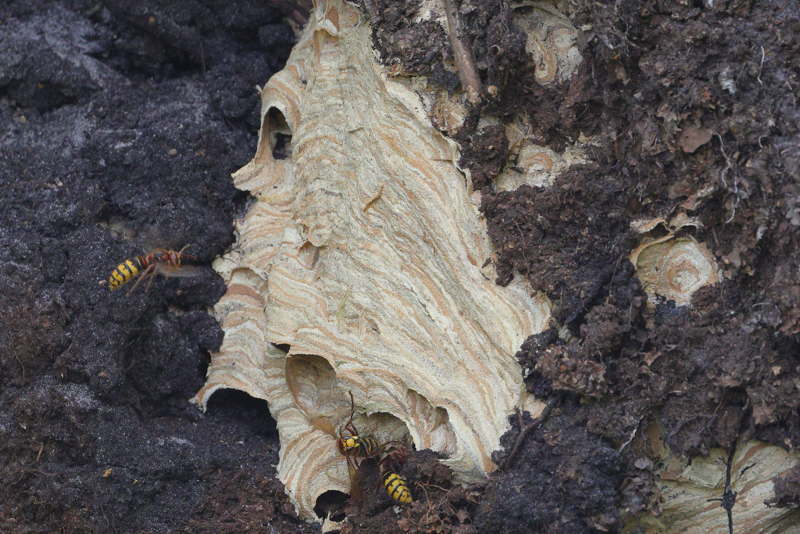 Europese hoornaars bij het nest