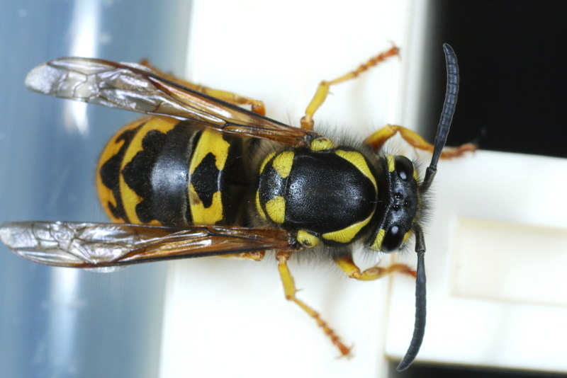 Duitse wesp, Vespula germanica