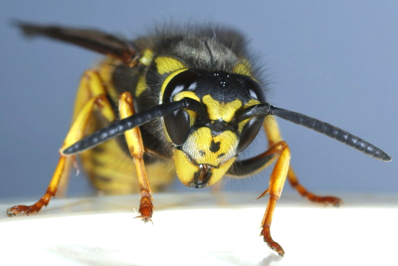 Duitse wesp, Vespula germanica