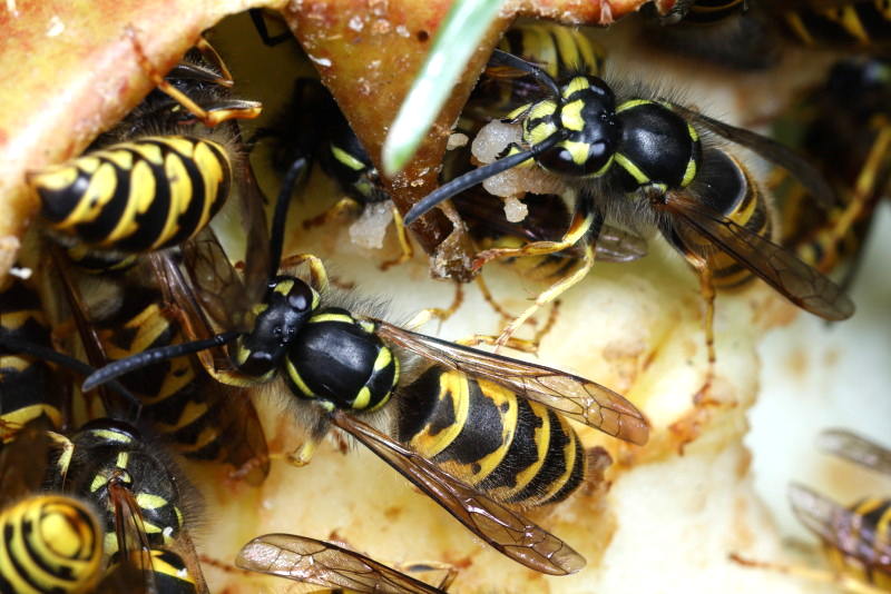 Gewone wesp, Vespula vulgaris