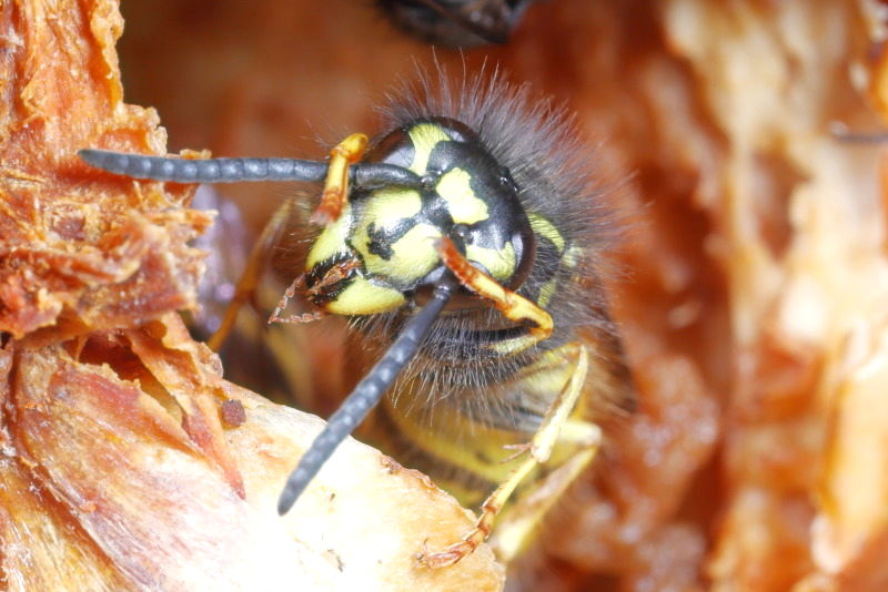Gewone wesp, Vespula vulgaris