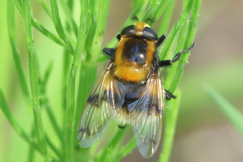Volucella bombylans, Hommelreus ♀