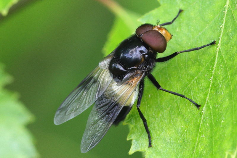 Volucella pellucens, Witte reus ♂