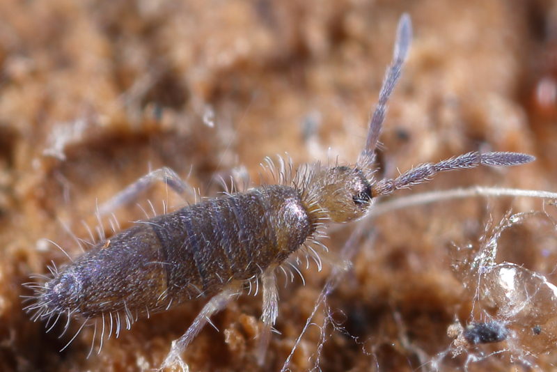 Willowsia buski