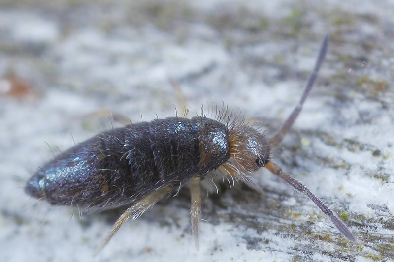 Willowsia buski