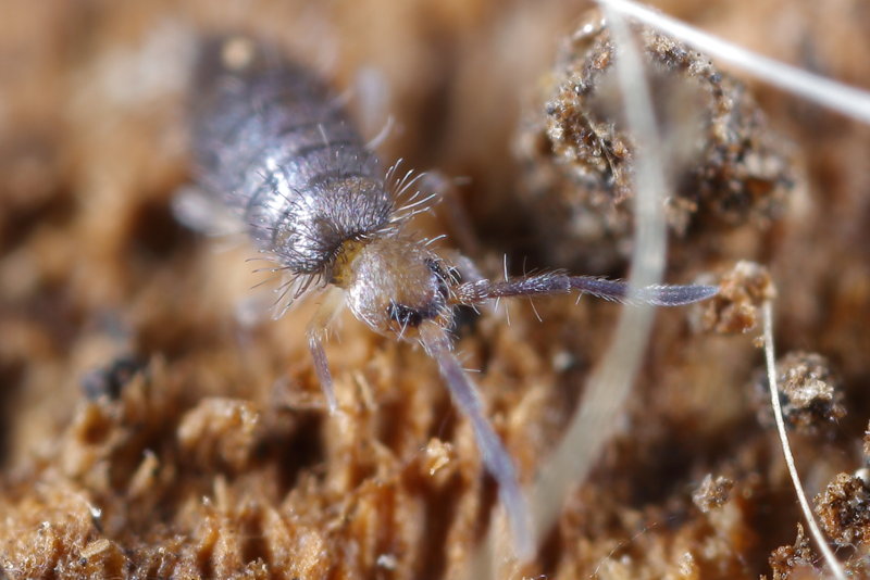Willowsia buski
