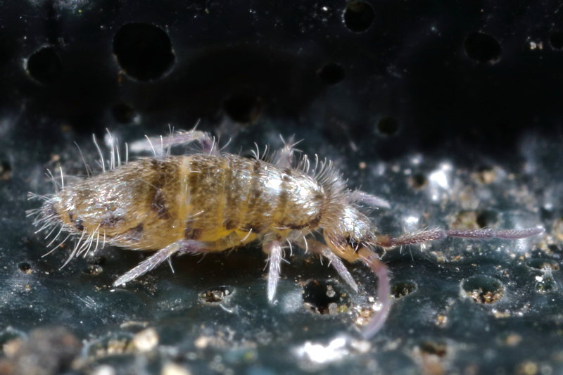 Willowsia nigromaculata
