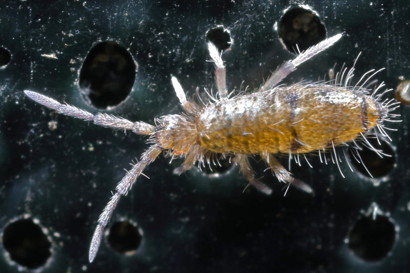 Willowsia nigromaculata
