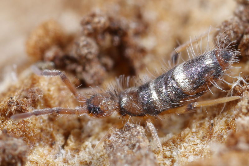 Willowsia platani