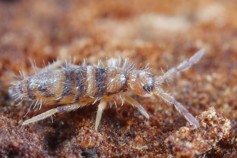 Willowsia platani
