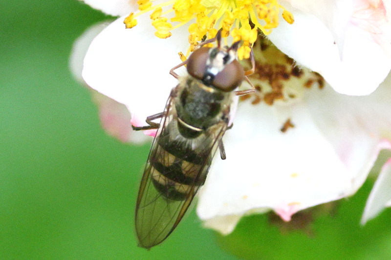 Xanthandrus comtus, Platte zweefvlieg ♀