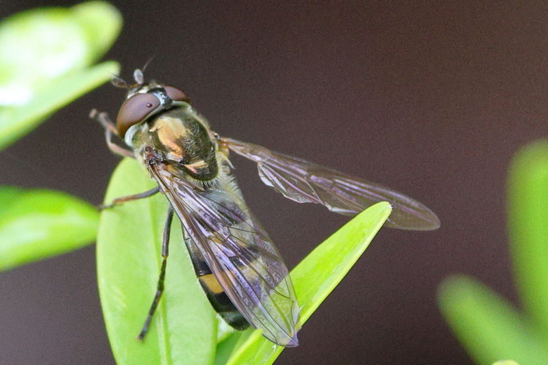 Xanthandrus comtus, Platte zweefvlieg ♀