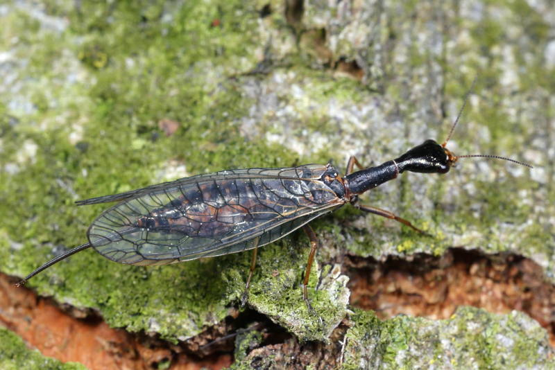 Gevorkte geelvlekkameel, Xanthostigma xanthostigma