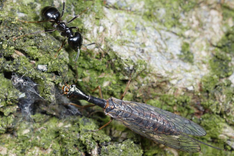 Gevorkte geelvlekkameel, Xanthostigma xanthostigma