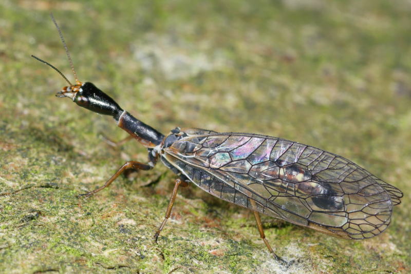 Gevorkte geelvlekkameel, Xanthostigma xanthostigma