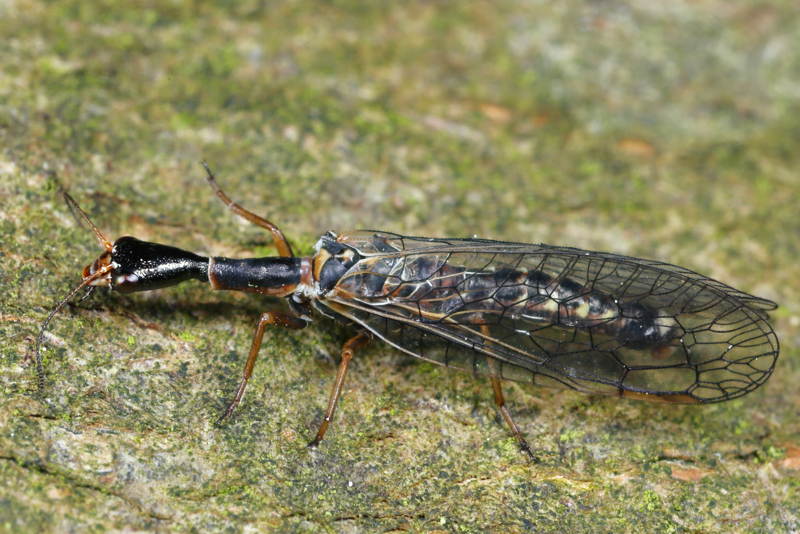 Gevorkte geelvlekkameel, Xanthostigma xanthostigma