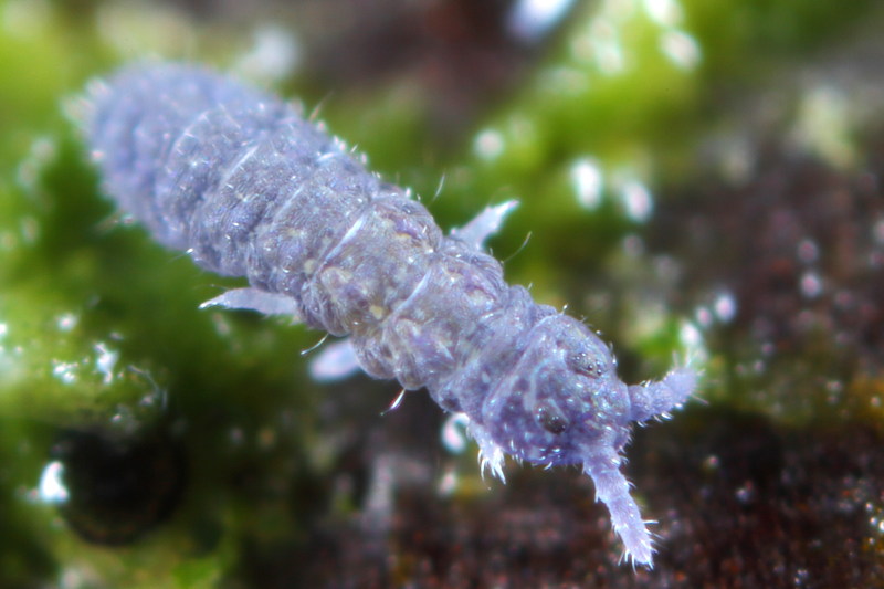 Xenylla grisea