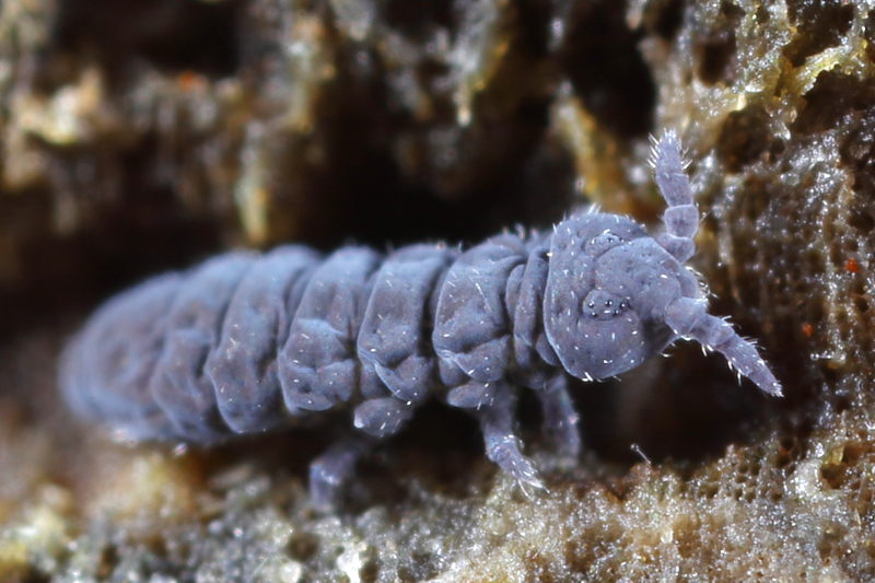 Xenylla maritima