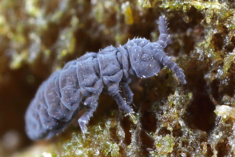 Xenylla maritima