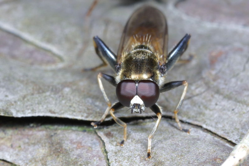 Xylota segnis, Gewone rode bladloper ♂