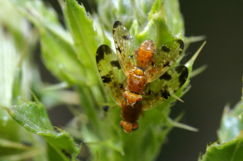 Akkerdistelboorvlieg, Xyphosia miliaria