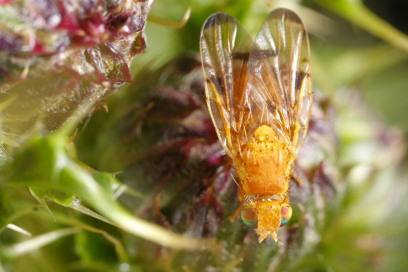 Akkerdistelboorvlieg, Xyphosia miliaria ♂