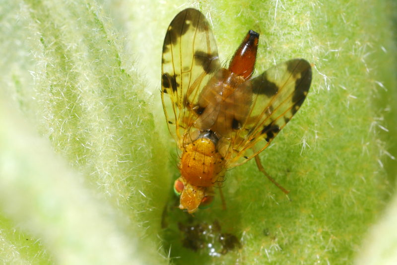 Akkerdistelboorvlieg, Xyphosia miliaria ♀