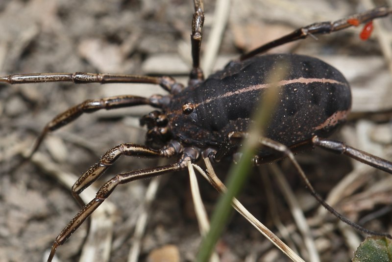 Zachaeus crista