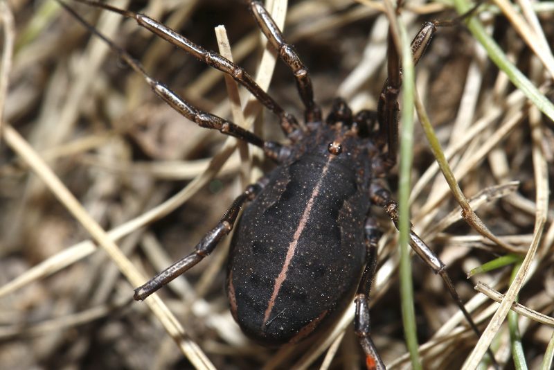 Zachaeus crista