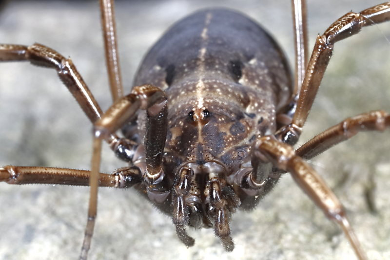 Zachaeus crista