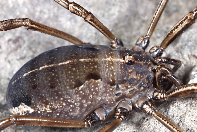 Zachaeus crista