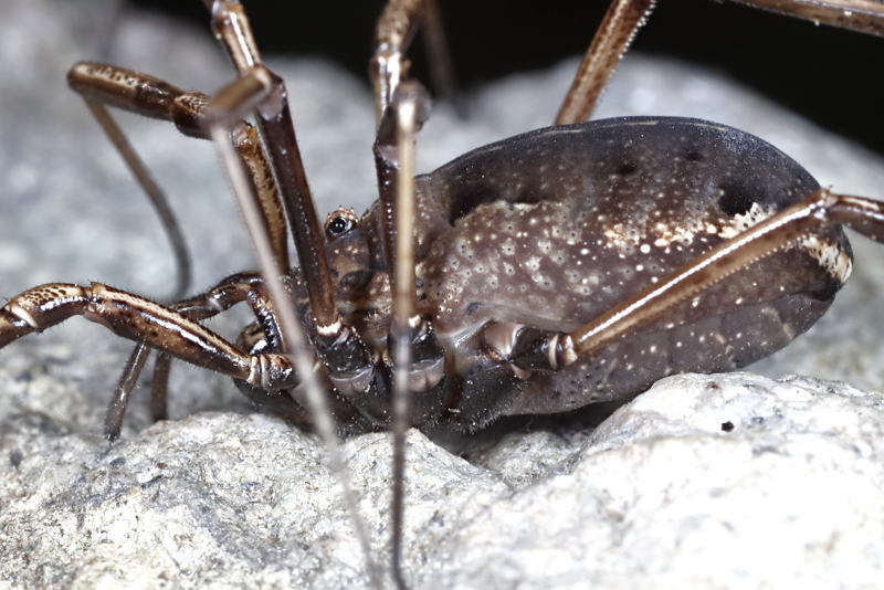 Zachaeus crista