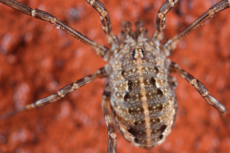 Zachaeus crista, juveniel