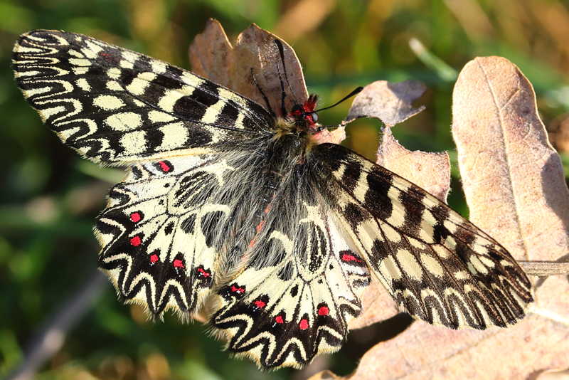 Zuidelijke pijpbloemvlinder, Zerynthia polyxena (GR)