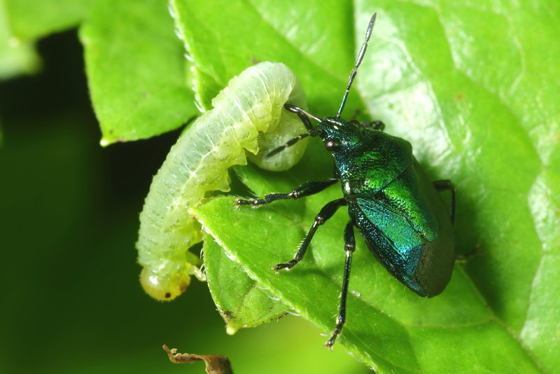 Zicrona caerulea, Blauwe schildwants met bladwesp larve als prooi