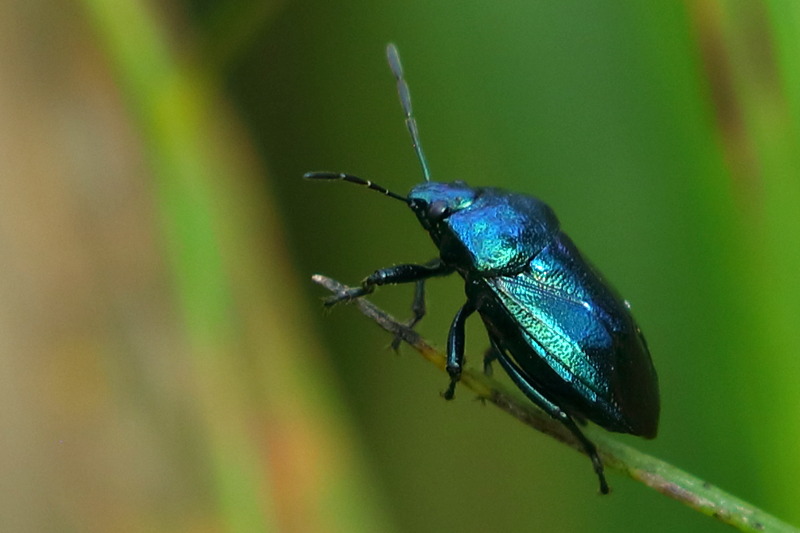 Zicrona caerulea, Blauwe schildwants