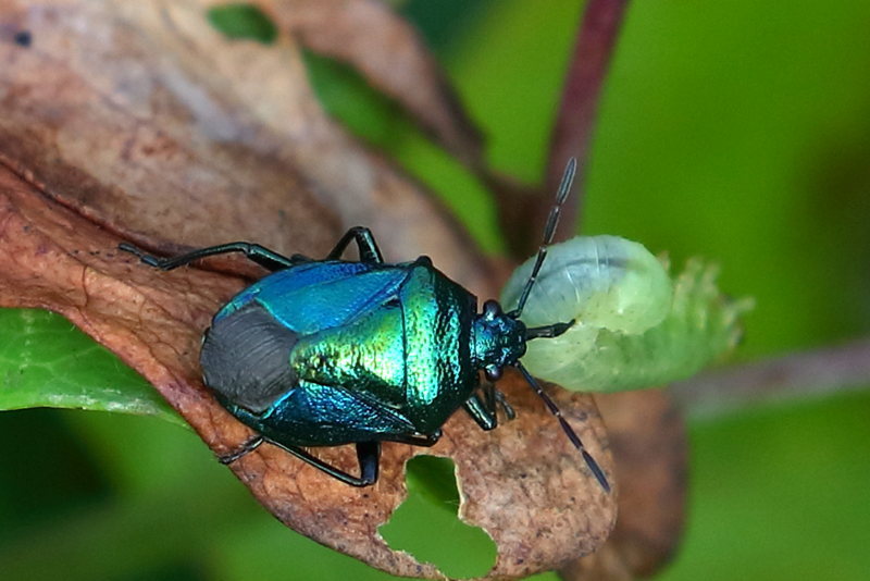 Zicrona caerulea, Blauwe schildwants met bladwesp larve als prooi