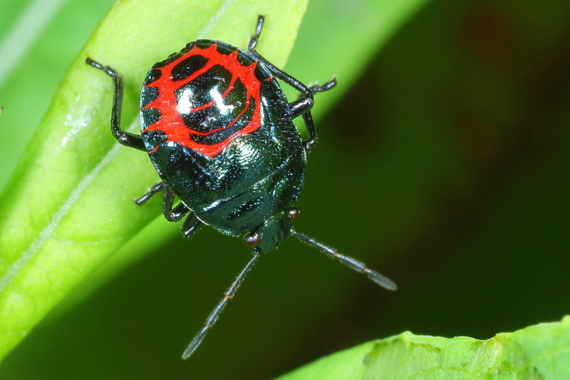 Zicrona caerulea, Blauwe schildwants, juveniel