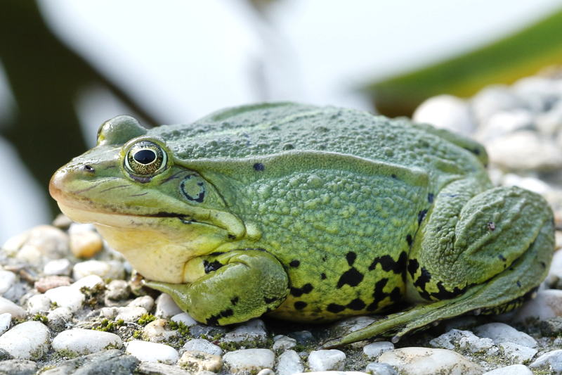 Een groene kikker