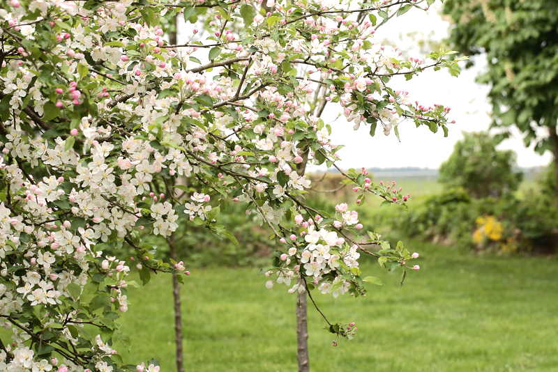 appelbloesem