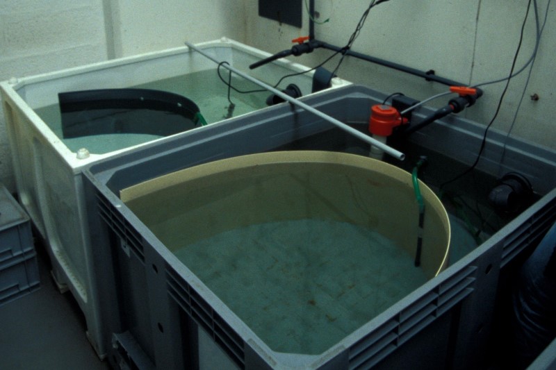 aquariums with rounded sides