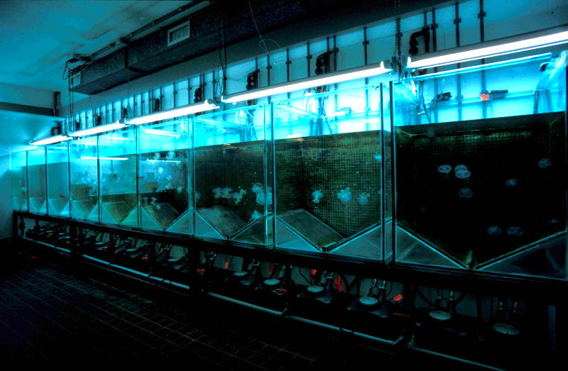 aquariums with rounded bottoms during operation