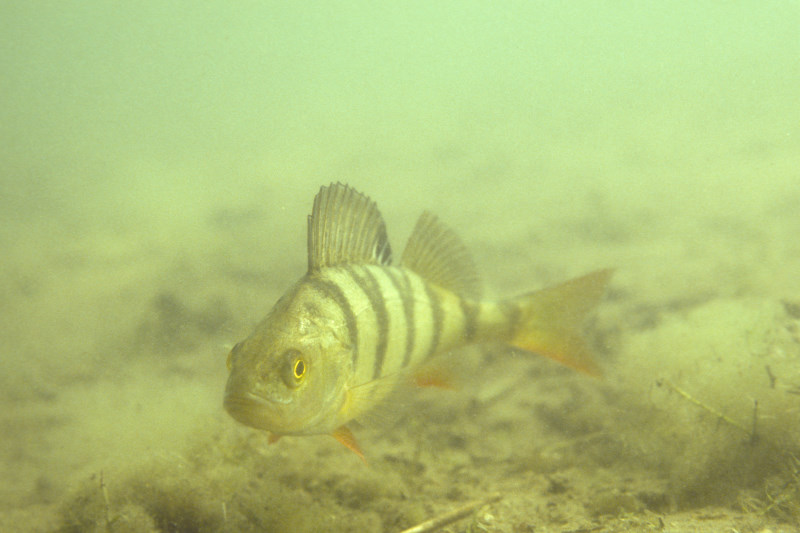 baars, Perca fluviatilis
