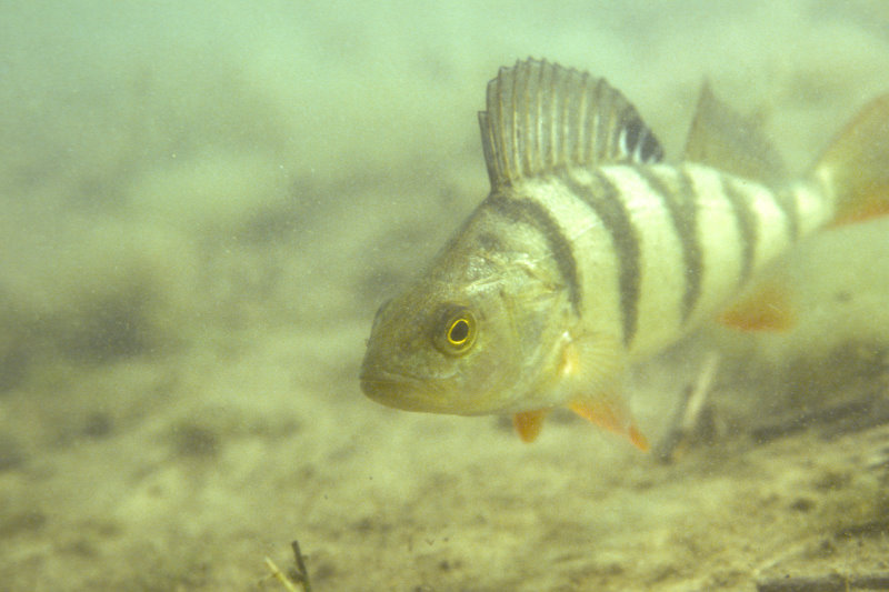 baars, Perca fluviatilis