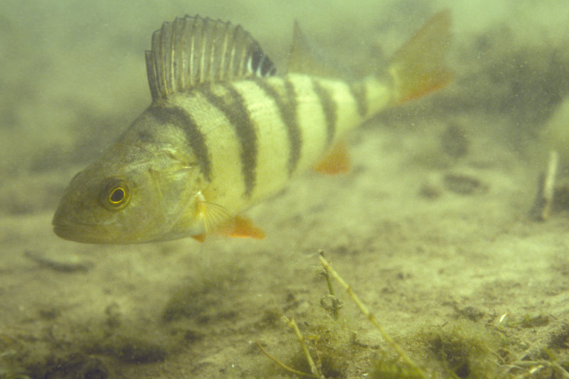 baars, Perca fluviatilis